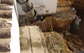 Under pinning Jobs